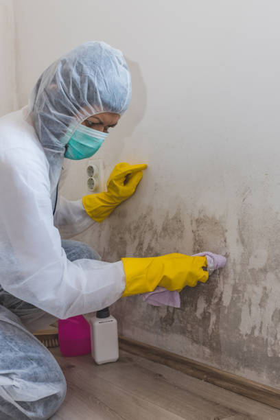 Mold Removal for HVAC Installations in Old Mystic, CT
