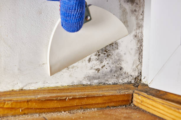 Best Black Mold Removal  in Old Mystic, CT